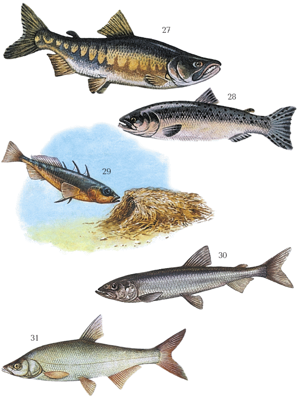 Большая книга рыболова–любителя (с цветной вкладкой) - _027_031.png