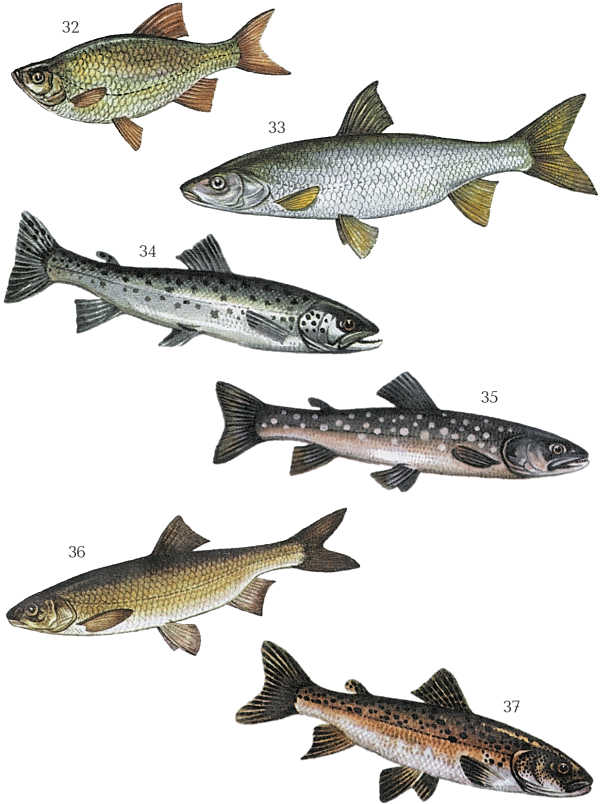 Большая книга рыболова–любителя (с цветной вкладкой) - _032_037.png