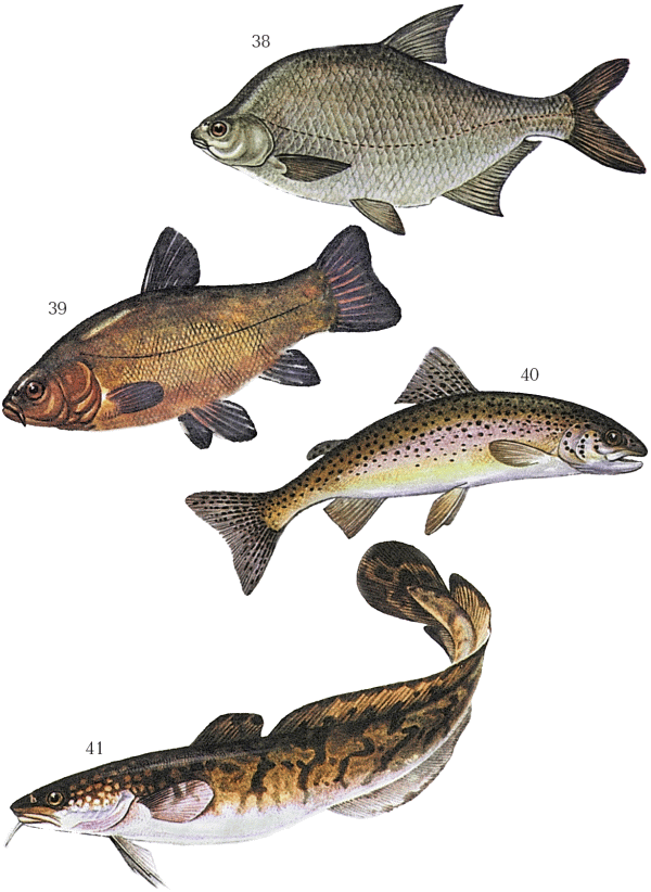 Большая книга рыболова–любителя (с цветной вкладкой) - _038_041.png