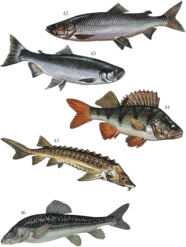 Большая книга рыболова–любителя (с цветной вкладкой) - _042_046.png