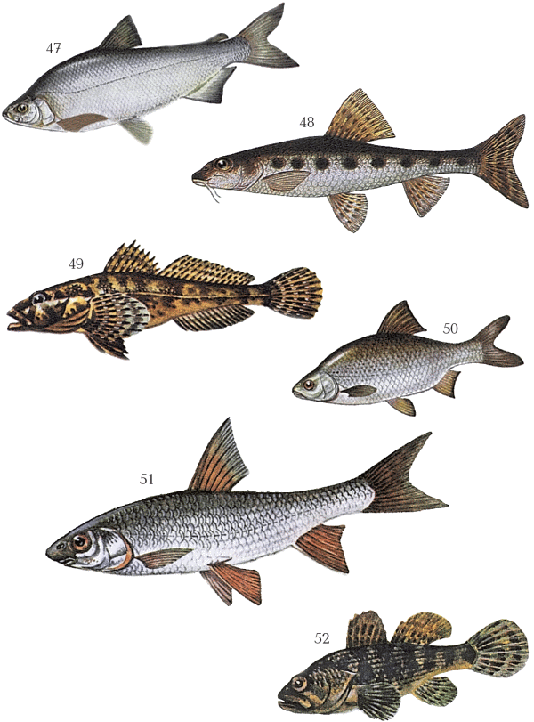 Большая книга рыболова–любителя (с цветной вкладкой) - _047_052.png