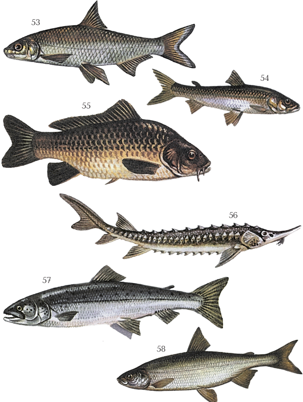 Большая книга рыболова–любителя (с цветной вкладкой) - _053_058.png