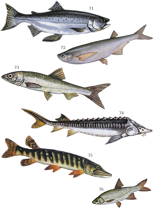 Большая книга рыболова–любителя (с цветной вкладкой) - _071_076.png