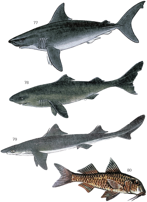 Большая книга рыболова–любителя (с цветной вкладкой) - _077_080.png