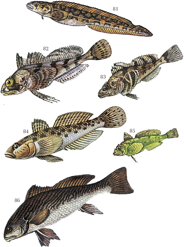 Большая книга рыболова–любителя (с цветной вкладкой) - _081_086.png