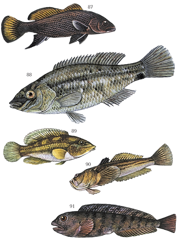 Большая книга рыболова–любителя (с цветной вкладкой) - _087_091.png