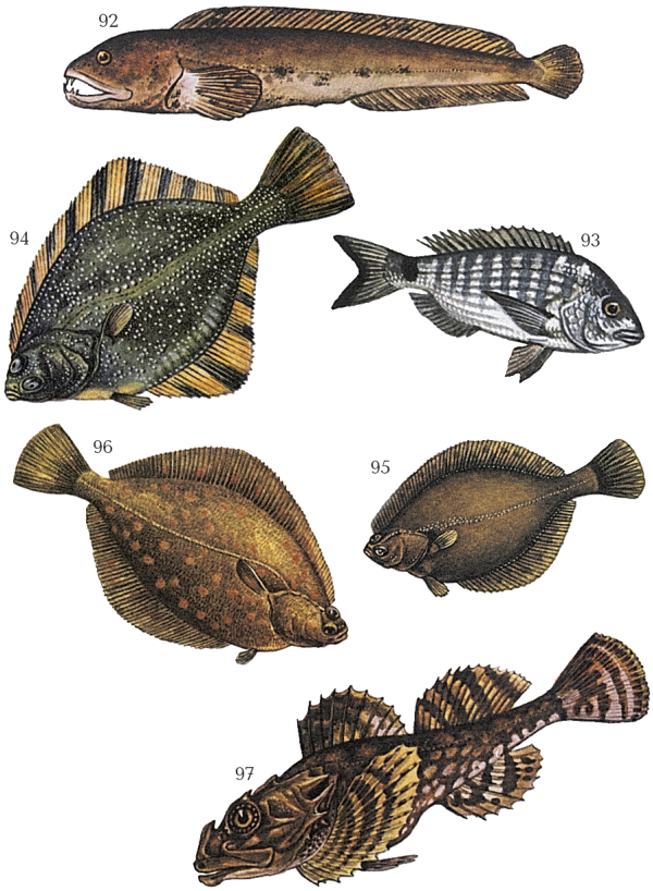 Большая книга рыболова–любителя (с цветной вкладкой) - _092_097.png