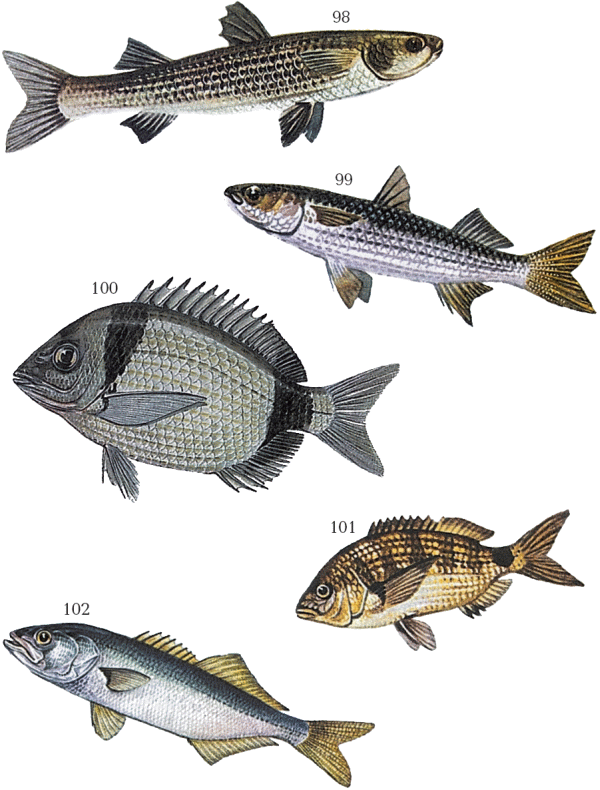 Большая книга рыболова–любителя (с цветной вкладкой) - _098_102.png