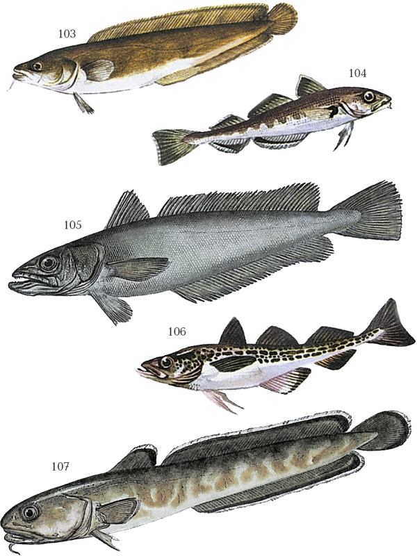 Большая книга рыболова–любителя (с цветной вкладкой) - _103_107.png