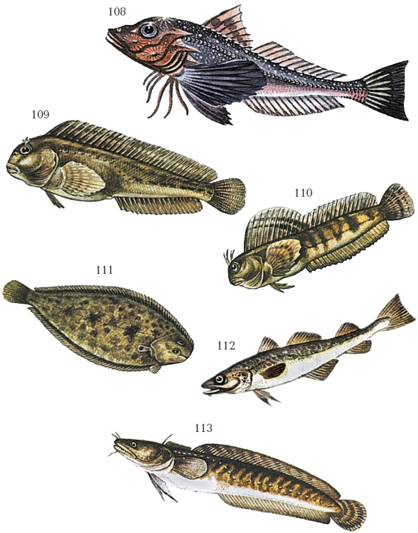 Большая книга рыболова–любителя (с цветной вкладкой) - _108_113.png