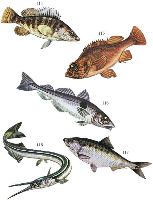 Большая книга рыболова–любителя (с цветной вкладкой) - _114_118.png