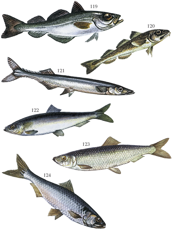 Большая книга рыболова–любителя (с цветной вкладкой) - _119_124.png