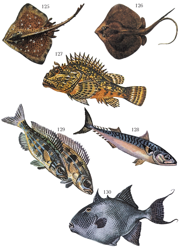 Большая книга рыболова–любителя (с цветной вкладкой) - _125_130.png