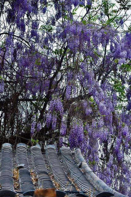 Бионическая ворона (СИ) - img_26