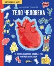 Тело человека. 35 ответов на детские вопросы о том, как работает организм - Толмачёв Александр Вячеславович