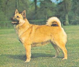 Энциклопедия собаки. Рабочие собаки - i_024.jpg