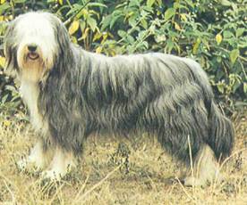 Энциклопедия собаки. Рабочие собаки - i_028.jpg