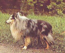 Энциклопедия собаки. Рабочие собаки - i_034.jpg