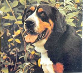 Энциклопедия собаки. Рабочие собаки - i_049.jpg