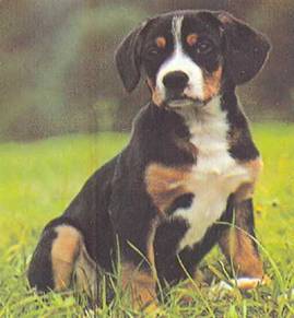 Энциклопедия собаки. Рабочие собаки - i_050.jpg