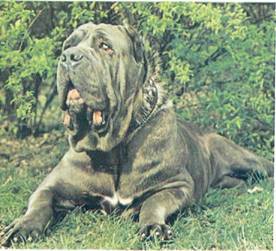 Энциклопедия собаки. Рабочие собаки - i_060.jpg