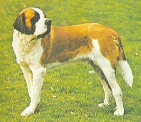 Энциклопедия собаки. Рабочие собаки - i_076.jpg