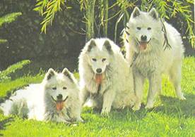 Энциклопедия собаки. Рабочие собаки - i_084.jpg