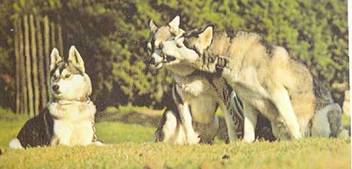 Энциклопедия собаки. Рабочие собаки - i_086.jpg