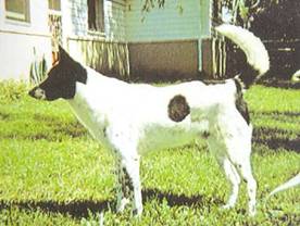 Энциклопедия собаки. Рабочие собаки - i_087.jpg