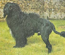 Энциклопедия собаки. Рабочие собаки - i_088.jpg