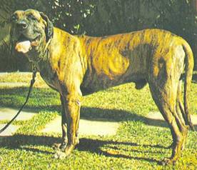 Энциклопедия собаки. Рабочие собаки - i_089.jpg