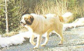 Энциклопедия собаки. Рабочие собаки - i_090.jpg