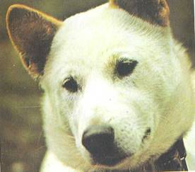 Энциклопедия собаки. Рабочие собаки - i_098.jpg