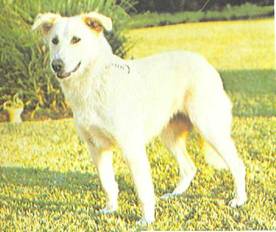 Энциклопедия собаки. Рабочие собаки - i_099.jpg