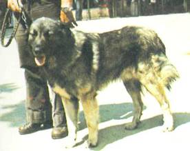 Энциклопедия собаки. Рабочие собаки - i_100.jpg