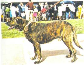 Энциклопедия собаки. Рабочие собаки - i_101.jpg