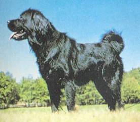 Энциклопедия собаки. Рабочие собаки - i_102.jpg