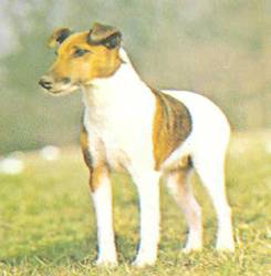 Энциклопедия собаки. Рабочие собаки - i_104.jpg