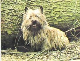 Энциклопедия собаки. Рабочие собаки - i_111.jpg