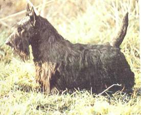 Энциклопедия собаки. Рабочие собаки - i_120.jpg