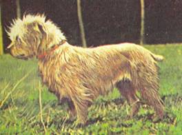 Энциклопедия собаки. Рабочие собаки - i_128.jpg