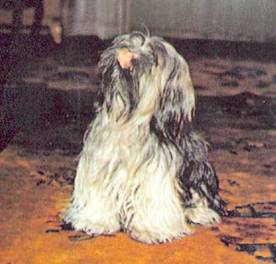 Энциклопедия собаки. Рабочие собаки - i_133.jpg